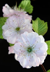 Sakura japanese cherry blossoms, closeup