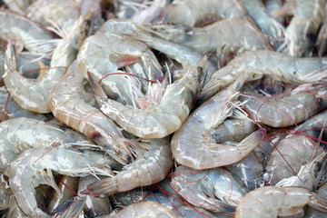 Fresh shrimps in seafood market.