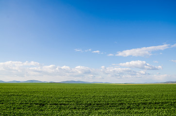 Fototapeta na wymiar green field background