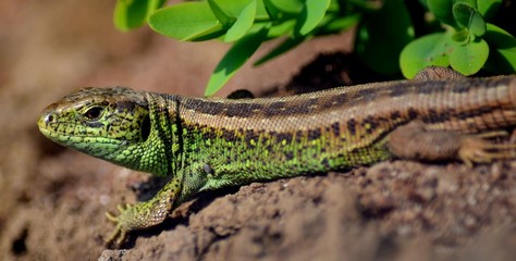 Zauneidechse (Lacerta agilis)
