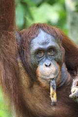 Orangutan