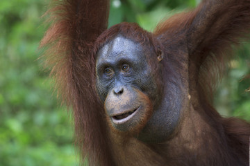 Orangutan