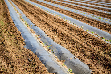 Young plants growing in a field