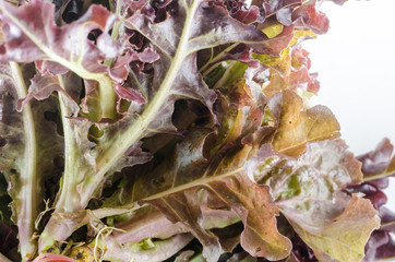 Red Oak salad