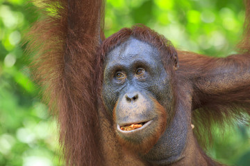 Orangutan