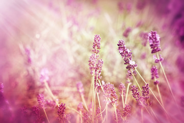 Soft focus on lavender and sun rays - sunbeams