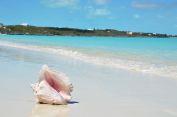 Obraz na płótnie Canvas Conch on the beach. Exuma, Bahamas