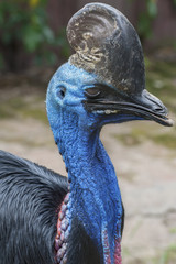 Southern Cassowary