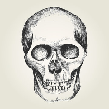 Sketch illustration of a human skull