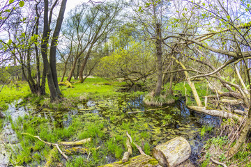 romantic forest in the nature park Gnitz