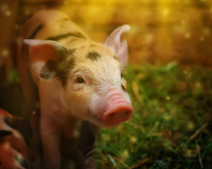 Young pigling.