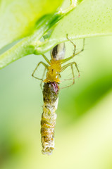 Spider eat worm in green nature background
