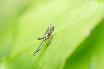 Aphid on the leaf