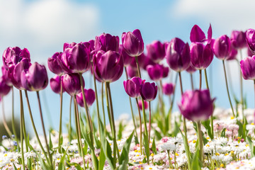 Tulips Field In Springtime