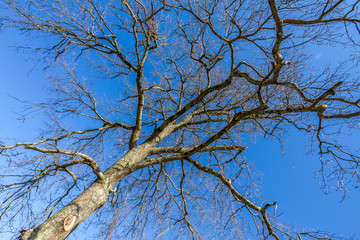 Arbres