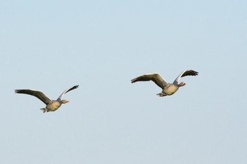 Fototapeta na wymiar Two flying greylag geese under a blue sky
