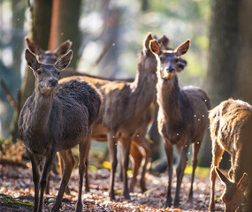 Naklejka na ściany i meble red deers in a forest