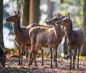 red deers in a forest