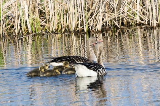 Greylag geese parents swimming with theis goslings
