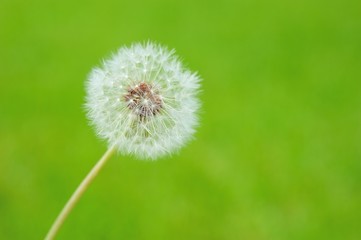 たんぽぽの綿毛