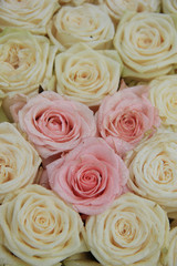 white and pink bridal roses