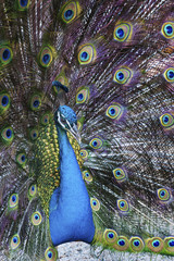 Obraz premium Peacock
