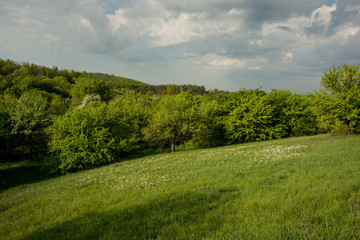Flowering trees on a hillside, rural landscape.
