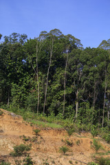 Fototapeta na wymiar Wycinanie lasów w Malezji na plantacji palm olejowych