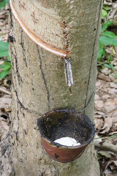 Tapping latex from rubber tree