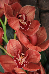 Fototapeta na wymiar Orange cymbidium orchids