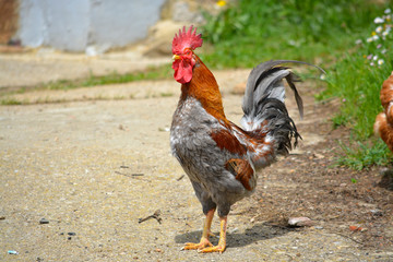 primer plano de un gallo de corral en un gallinero