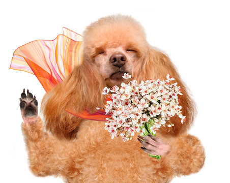 Dog Smelling Flowers.