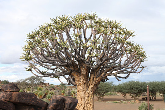Flaschenbaum in S&uuml;dafrika