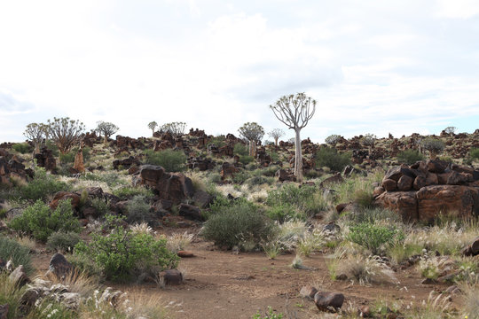 Flaschenbaum in S&uuml;dafrika