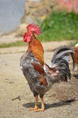 gallo cacareando y cantando al amanecer