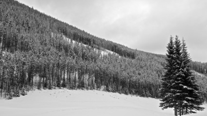 Forest On Skiing Slopes in Winter