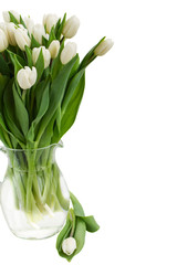 white tulips in vase