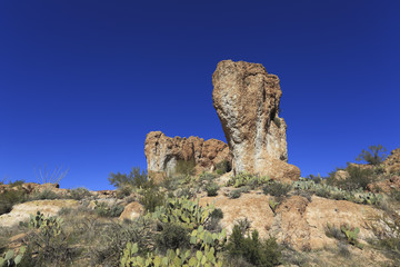 Fototapeta na wymiar Sonoran Upland Area, AZ