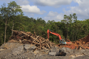 Deforestation in Malaysia for oil palm plantations © Richard Carey