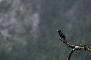 Photos Illustrations Et Vidéos De Petit Oiseaux
