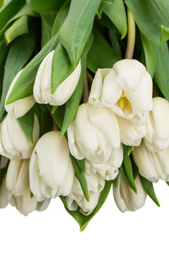 row of white tulips with green bow