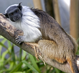Pied tamarin