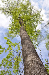 Fototapeta premium A tall tree, look to the sky
