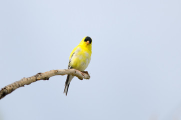American Goldfinch