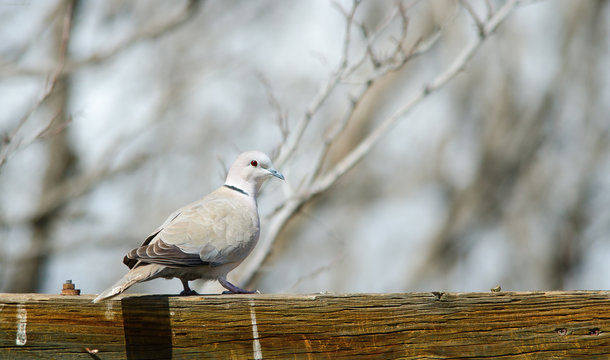 Eurasian collared-dove
