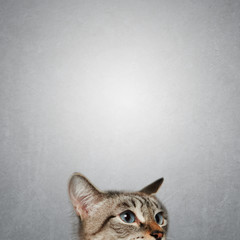 Fototapeta premium Cat looking out