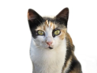 Cat isolated on a white background