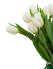 white tulips close up
