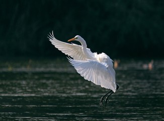 Swan in a flight