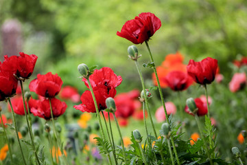 Fototapeta premium Poppies in the field
